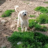 Adopta a Snowy