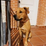 Adopta a Lila