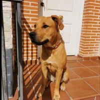 Adopta a Lila