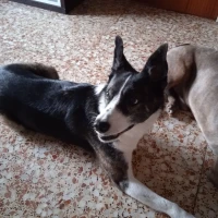 Adopta a Xena