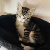Adopta a Maya