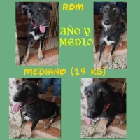 Adopta a Rom