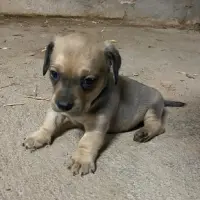 Adopta a Koda
