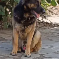 Adopta a Ney
