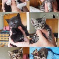 Adopta a Bebés