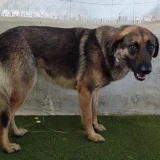 Adopta a Nerón