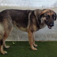 Adopta a Nerón