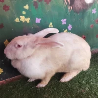 Adopta a (Residente)Heaven (Firu)