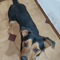 Adopta a Toby