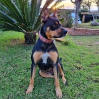 Adopta a Dana