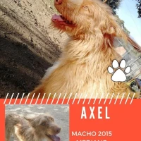 Adopta a Axel