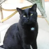 Adopta a Pedrete