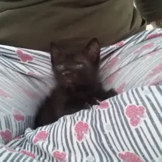 Kitty