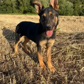 Roki