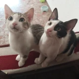 Adopta a Goku Y Vegeta