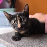 Adopta a Nezuko