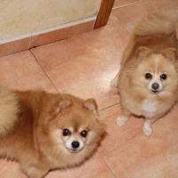 Adopta a Hada Y Nala