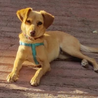 Adopta a Hugo