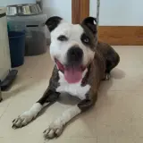 Adopta a Katana