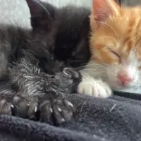 Peluditos