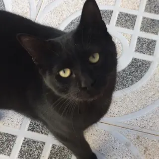 Blacky