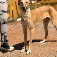 Adopta a Phineas
