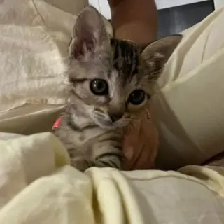 Cleo