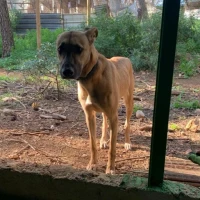 Adopta a Georgina