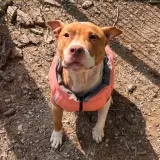 Adopta a Bimba