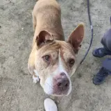 Adopta a Bali