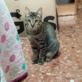 Adopta a Sol