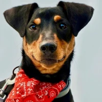 Adopta a Salao