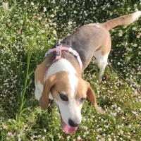 Adopta a Zinc