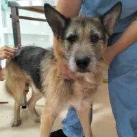 Adopta a Twister