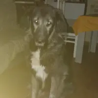 Adopta a Loki
