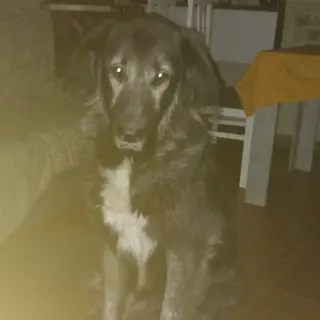 Loki