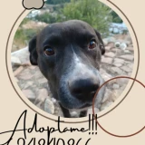 Adopta a Topo