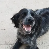 Adopta a Tadeo, Precioso Perrito Tlf 645978718