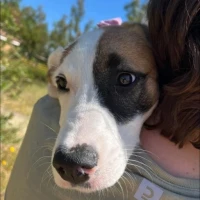 Adopta a Kitkat