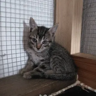 Pepe