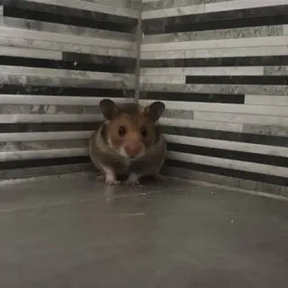 Baxter
