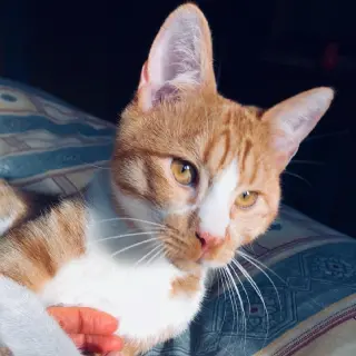 Chesty