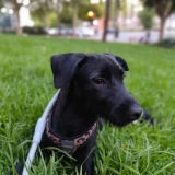 Adopta a Kobu