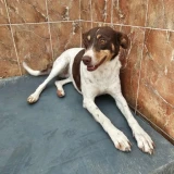 Adopta a Martita, Perrita Pequeña En Adopción