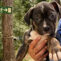 Adopta a Bister