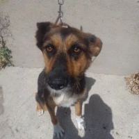 Adopta a Luna