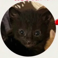 Adopta a Balú