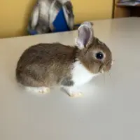 Adopta a Conejos Enanos