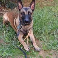 Adopta a Tyson