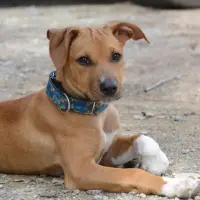 Adopta a Nanda